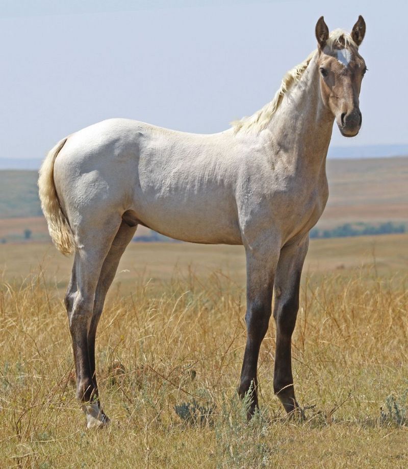 025 - Miss Pepto Balue colt